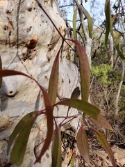 Muellerina eucalyptoides