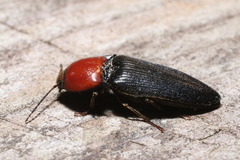 Ampedus rubricollis