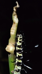 Tinolius hypsana