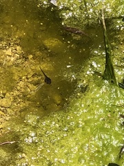 Pseudacris hypochondriaca