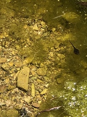 Pseudacris hypochondriaca