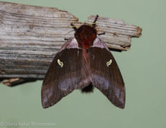 Dirphiopsis trisignata