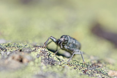 Inophloeus inuus