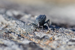 Inophloeus inuus