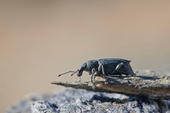 Inophloeus inuus
