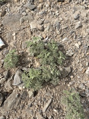 Artemisia adamsii