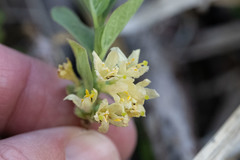 Lonicera caerulea cauriana