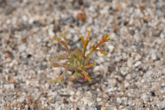 Short-horn Spineflower (Chorizanthe brevicornu)