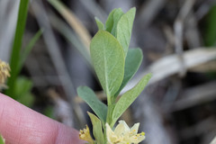 Lonicera caerulea cauriana