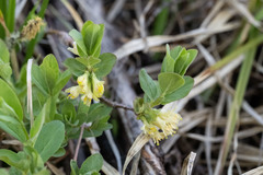 Lonicera caerulea cauriana