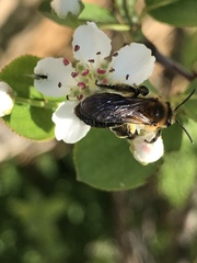 Andrena dunningi