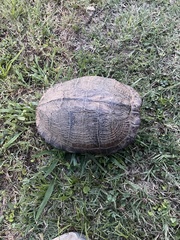 Trachemys scripta scripta