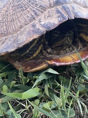 Trachemys scripta scripta