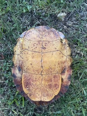 Trachemys scripta scripta