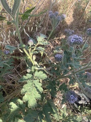 Phacelia hubbyi