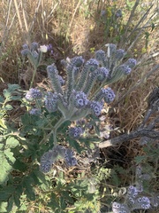 Phacelia hubbyi