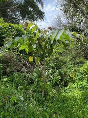 Rhus javanica