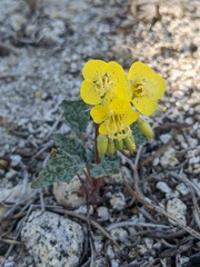 Chylismia claviformis lancifolia