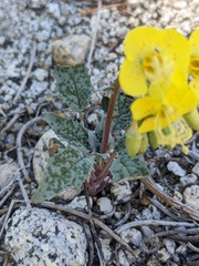 Chylismia claviformis lancifolia