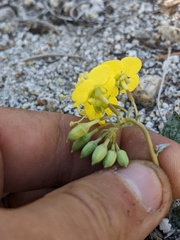 Chylismia claviformis lancifolia