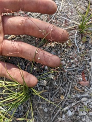 Eriogonum spergulinum