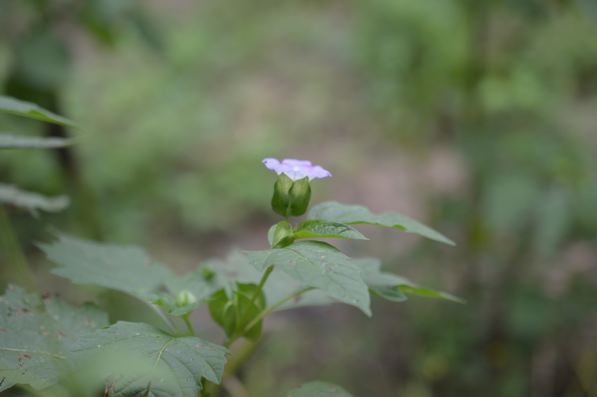 Nicandra physalodes image