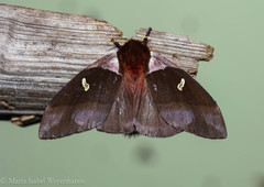 Dirphiopsis trisignata