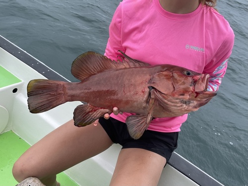 Stekel-tandbaars (Hyporthodus acanthistius) — Serranidae