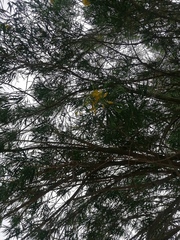 Astianthus viminalis