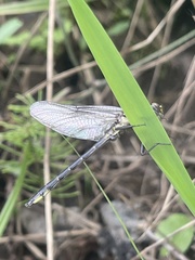 Phanogomphus quadricolor
