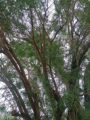 Astianthus viminalis