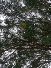 Astianthus viminalis