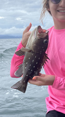 Epinephelus labriformis