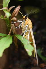 Asota plaginota