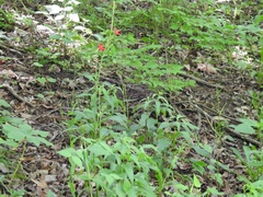 Silene regia