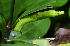 Macroglossum divergens