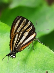 Arawacus aetolus