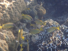 Lutjanus kasmira