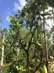 Yucca flaccida