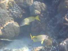 Lutjanus fulviflamma