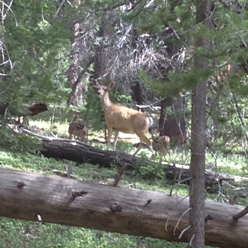 iNaturalist observation photo of Mule Deer