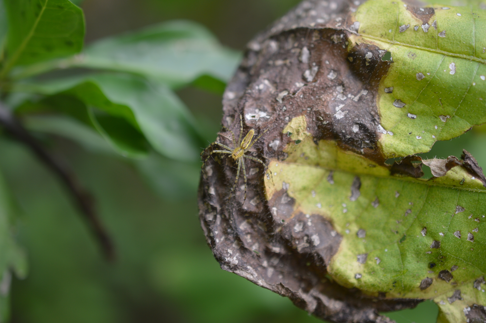 Peucetia image