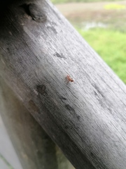 Cephalotes umbraculatus