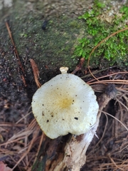 Agaricales