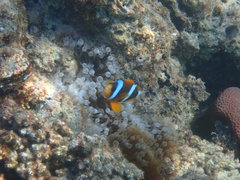 Amphiprion