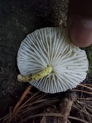 Agaricales