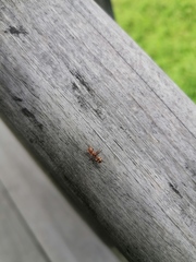 Cephalotes umbraculatus