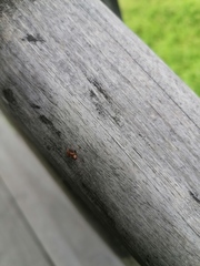 Cephalotes umbraculatus