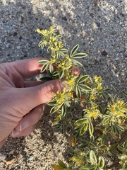 Cleomella obtusifolia