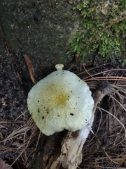 Agaricales